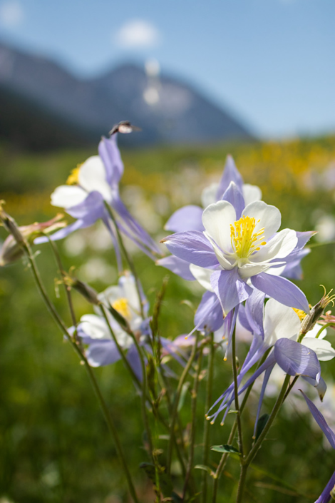 conundrum hot springs trail