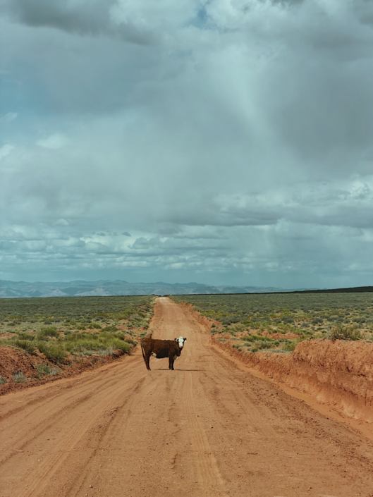 Cow standing on a remote dirt road near Colonnade Arch in Utah