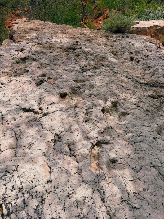 Dinosaur tracks along the Left Fork trail on the Zion Subway hike