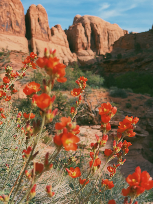 Orange globemallow flowers blooming along the Grandstaff Canyon Trail with towering red canyon walls in the background near Moab, Utah
