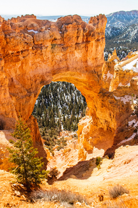 bryce-canyon-natural-bridge Natural Bridge rock formation in Bryce Canyon National Park surrounded by colorful hoodoos.