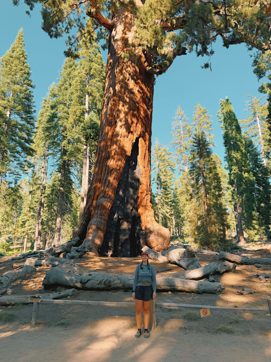 Hiker standing in front of the Grizzly Giant in Mariposa Grove, Yosemite National Park
