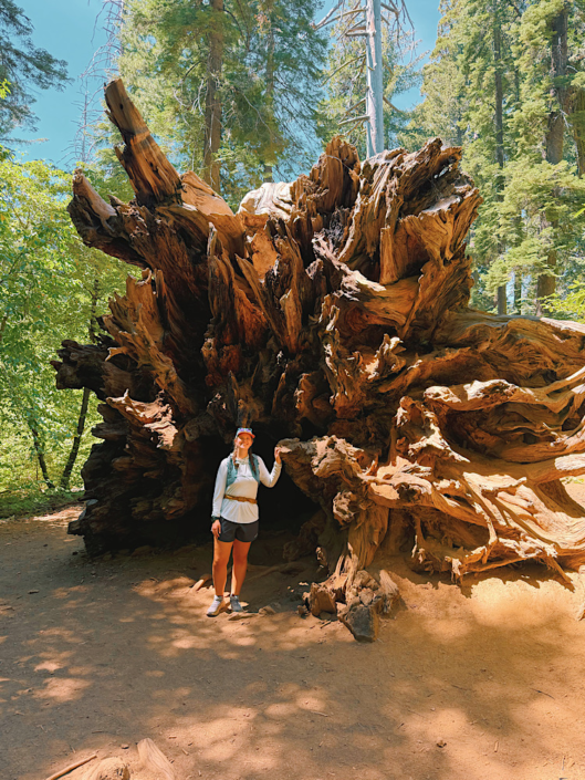 Hiker standing in front of the roots of a downed sequoia in Tuolumne Grove, Yosemite National Park