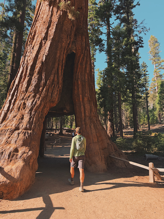 Hiker walking through the California Tunnel Tree on the Grizzly Giant Loop in Mariposa Grove