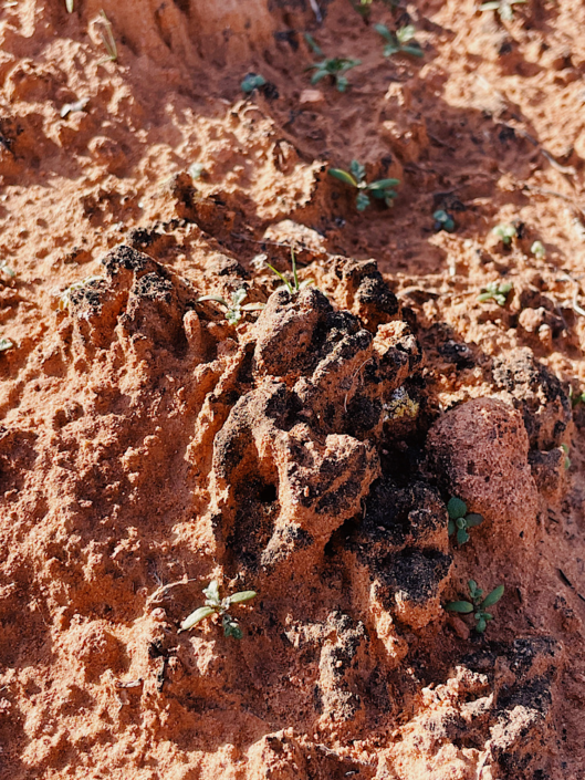 Close-up of fragile cryptobiotic soil crust in the desert