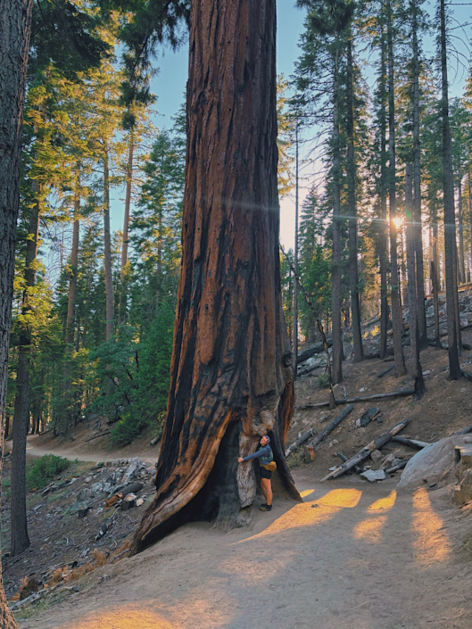 Hiker standing beside a giant sequoia along the quieter section of the Grizzly Giant Loop