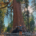 Hiker standing with arms out in front of the massive Grizzly Giant in Mariposa Grove, Yosemite