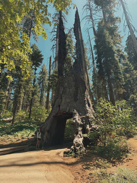 Hiker standing beside the Dead Giant Tunnel Tree in Tuolumne Grove, Yosemite National Park