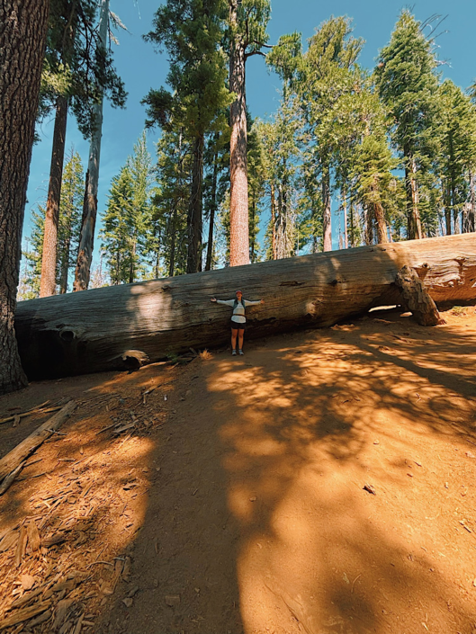 Woman standing with her arms outstretched beside a massive fallen giant sequoia in a forest in Yosemite National Park.