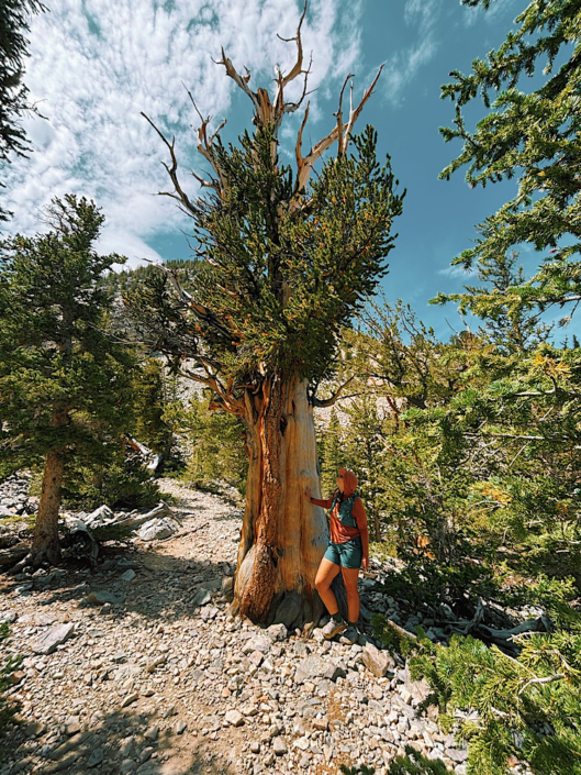 Ancient bristlecone pine along the Bristlecone Pine Trail in Great Basin National Park